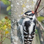 C1G1032 - Version 2 - Version 2  Downy Woodpecker - Notecard 1